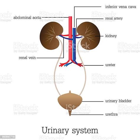 泌尿系統 常識|泌尿系統 ( urinary system )